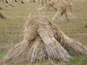 barley sheaves